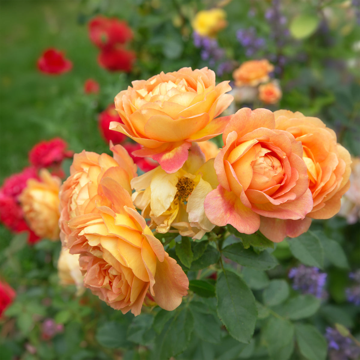 Verkoop Grootbloemige roos Lady van Shalott® - Rosa Lady of Shalott® Ausnyson
