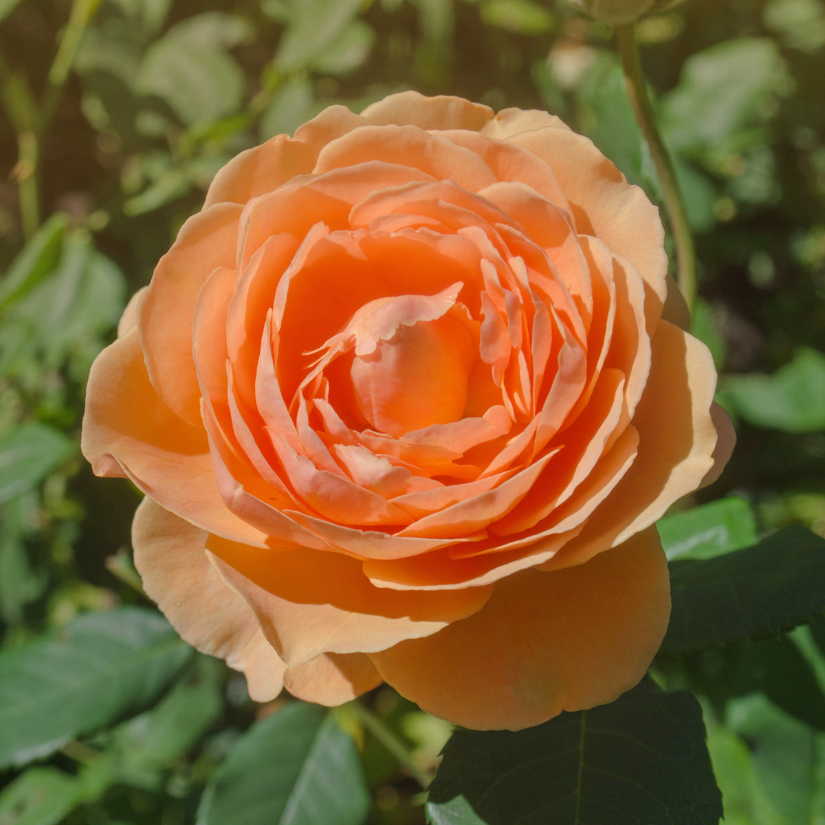 Rozen - Grootbloemige roos Lady van Shalott® - Rosa Lady of Shalott® Ausnyson