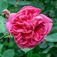 Klimroos Mme Isaac Pereire - Rosa Madame Isaac Pereire - Bakker