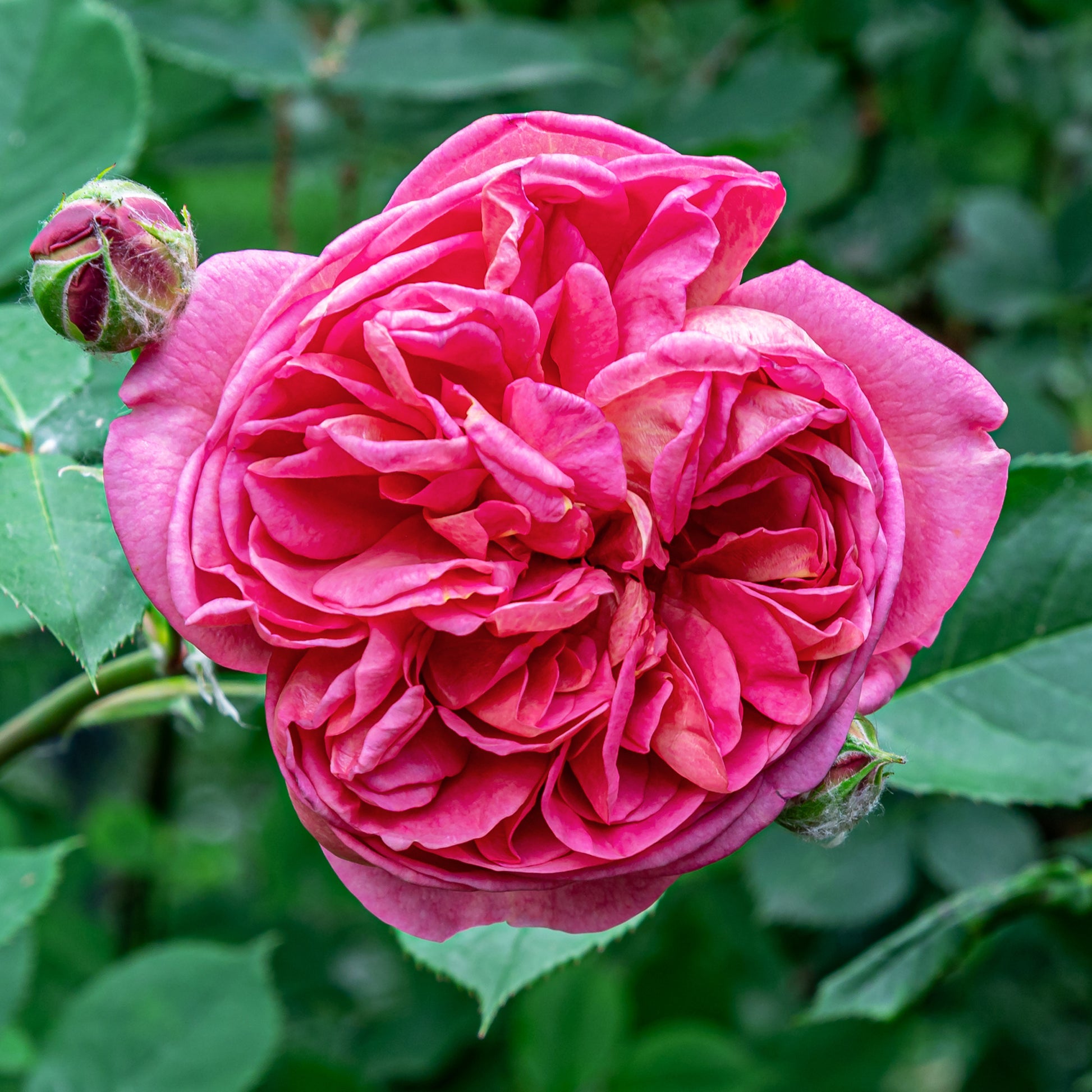 Klimroos Mme Isaac Pereire - Rosa Madame Isaac Pereire - Bakker