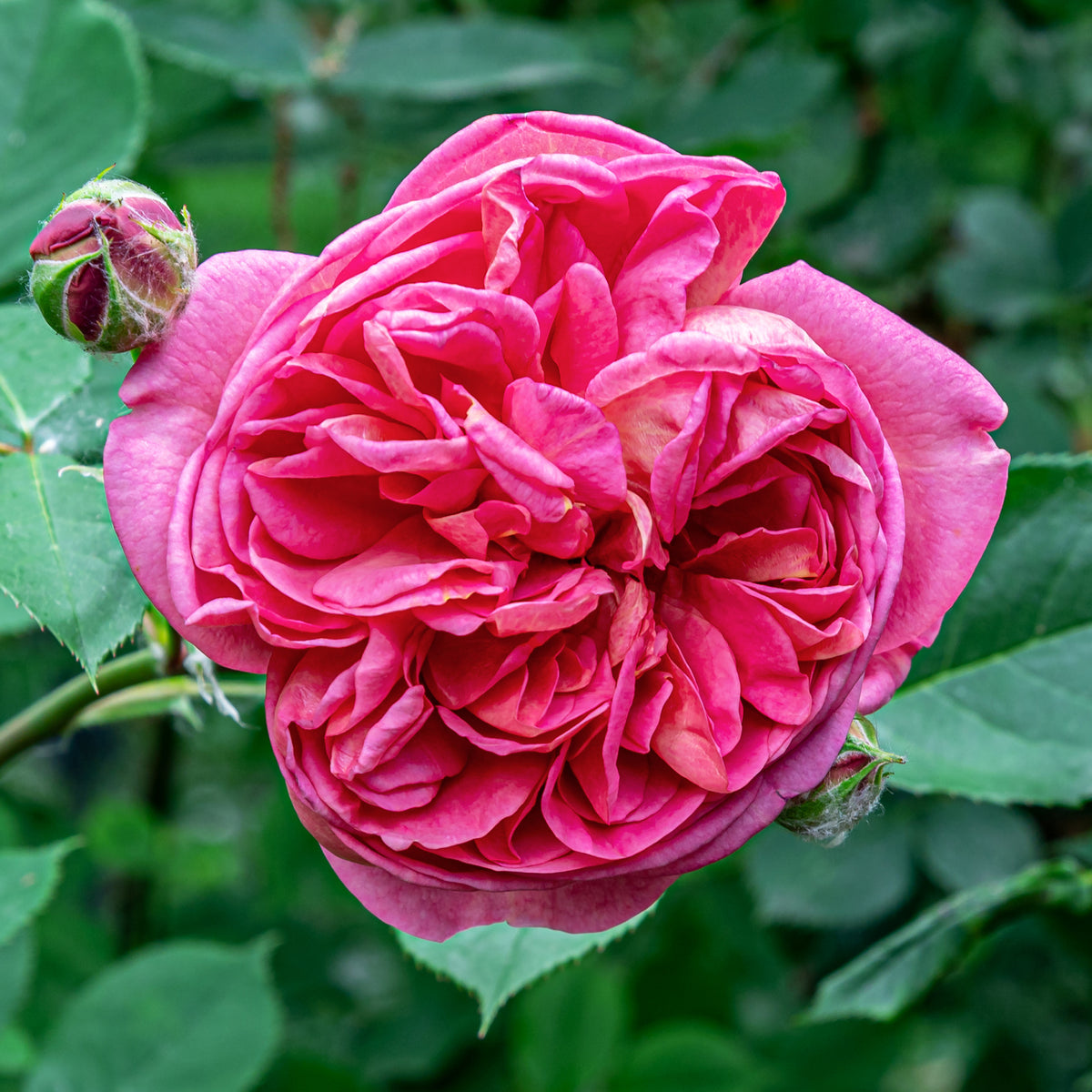 Klimroos Mme Isaac Pereire - Rosa Madame Isaac Pereire - Bakker