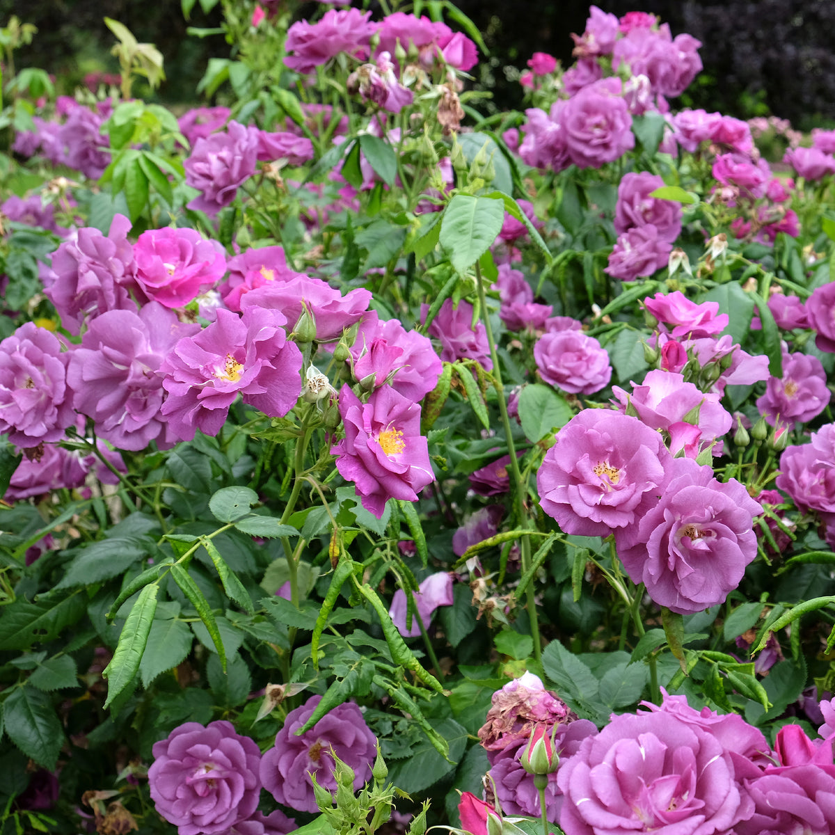 Rosa Rhapsody in Blue® Frantasia - Roos 'Rhapsody in blue - Rozen