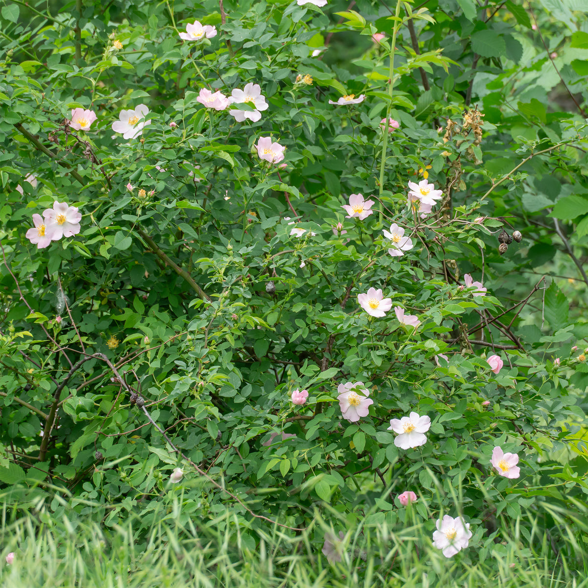 Verkoop Egelantier - Rosa rubiginosa