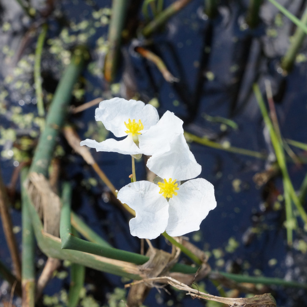 Oeverplanten - Smalbladig pijlkruid - Sagittaria graminea