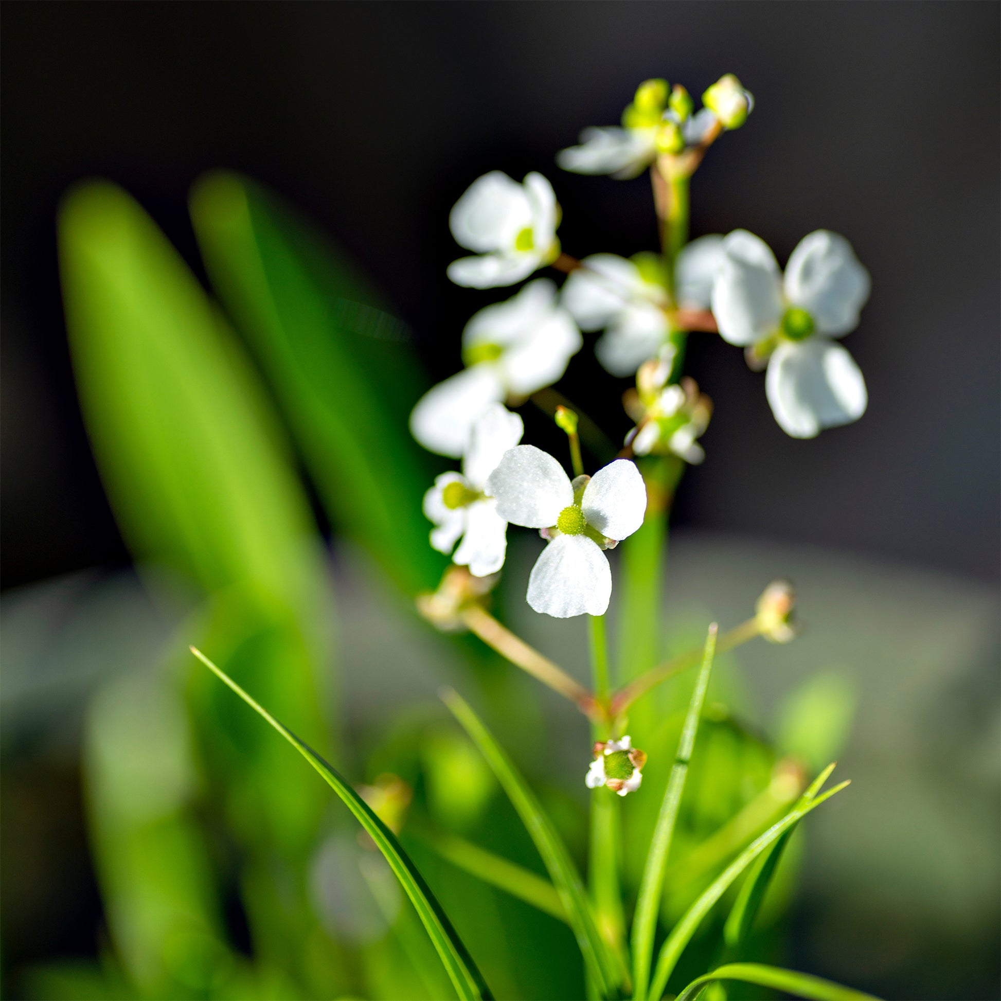 Sagittaria graminea - Smalbladig pijlkruid - Oeverplanten