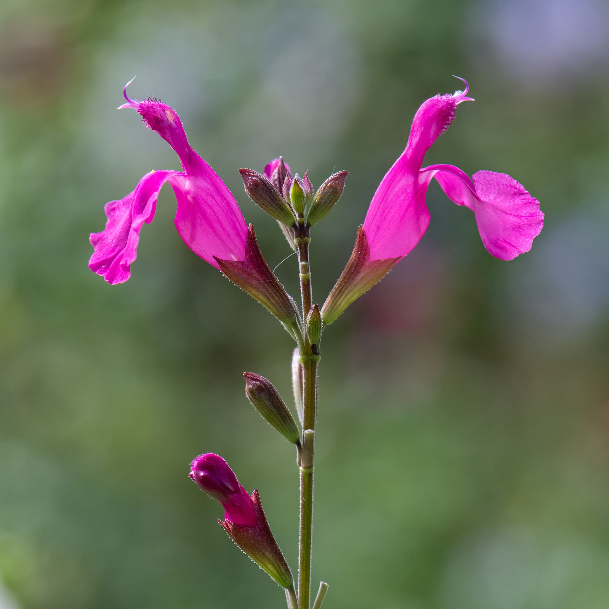 Struiksalie Cerro Potosi®  - Salvia microphylla Cerro Potosi - Bakker