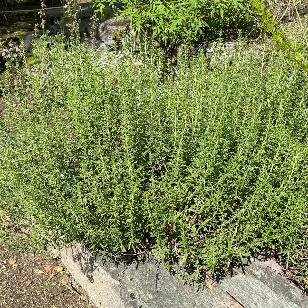 Hartig - Satureja - Bakker