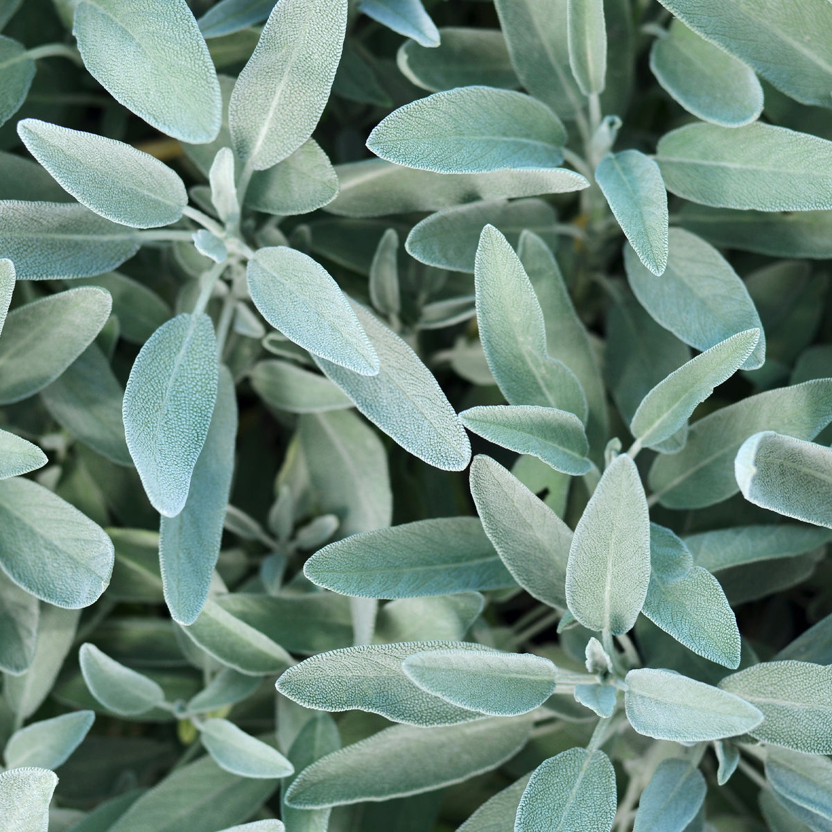Salie - Salvia officinalis - Bakker