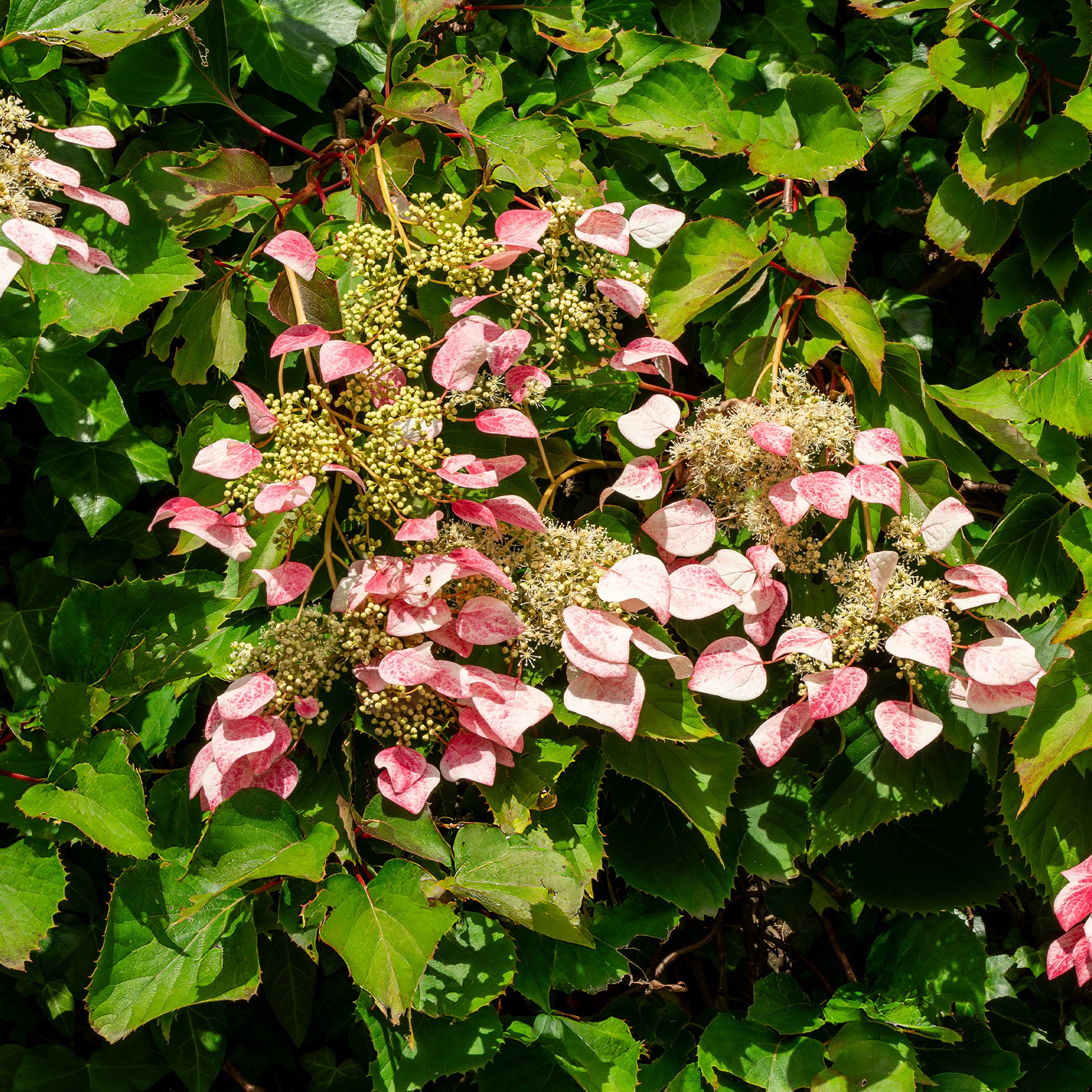 Schizophragma hydrangeoides Roseum - Valse klimhortensia - Klimhortensia