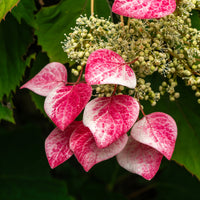 Valse klimhortensia - Schizophragma hydrangeoides Roseum - Bakker