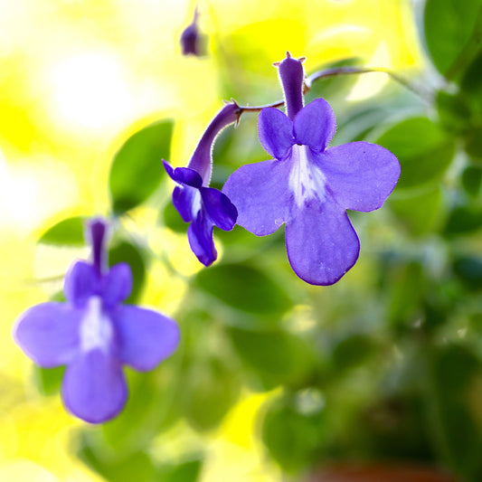 Kaapse primula - Bakker