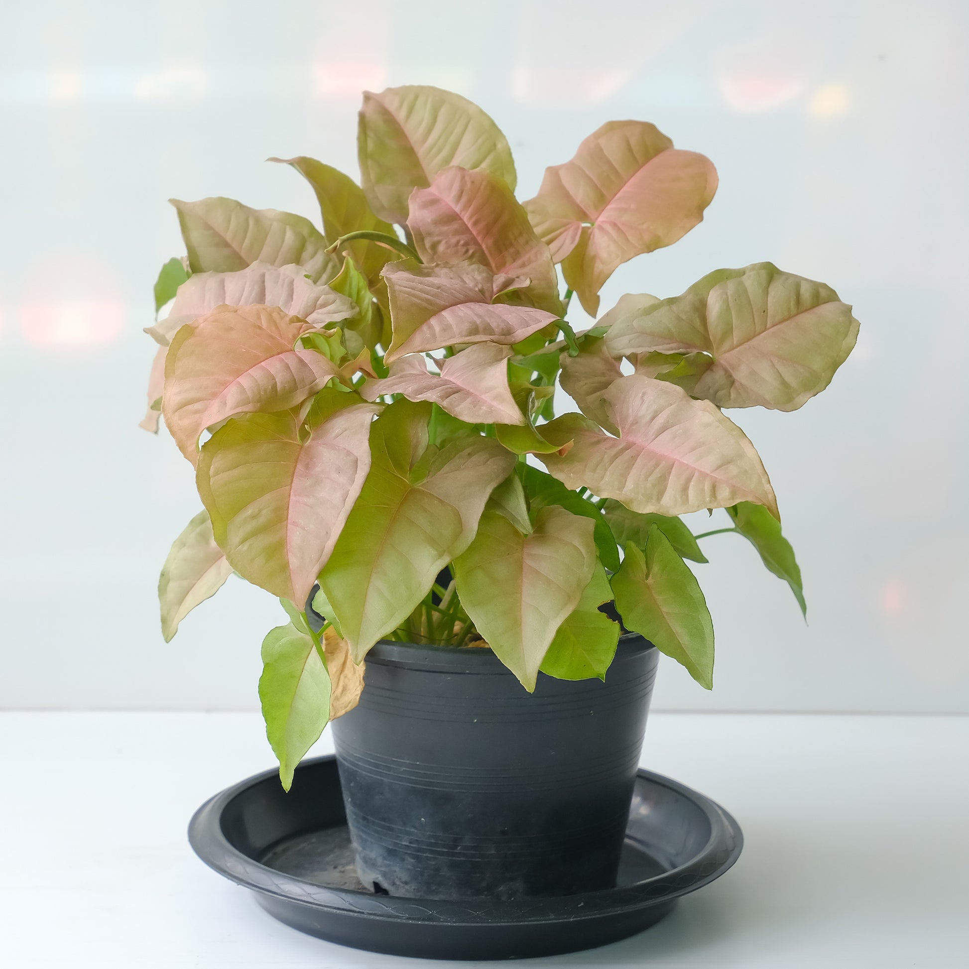 Syngonium Neon - Syngonium Neon - Bakker