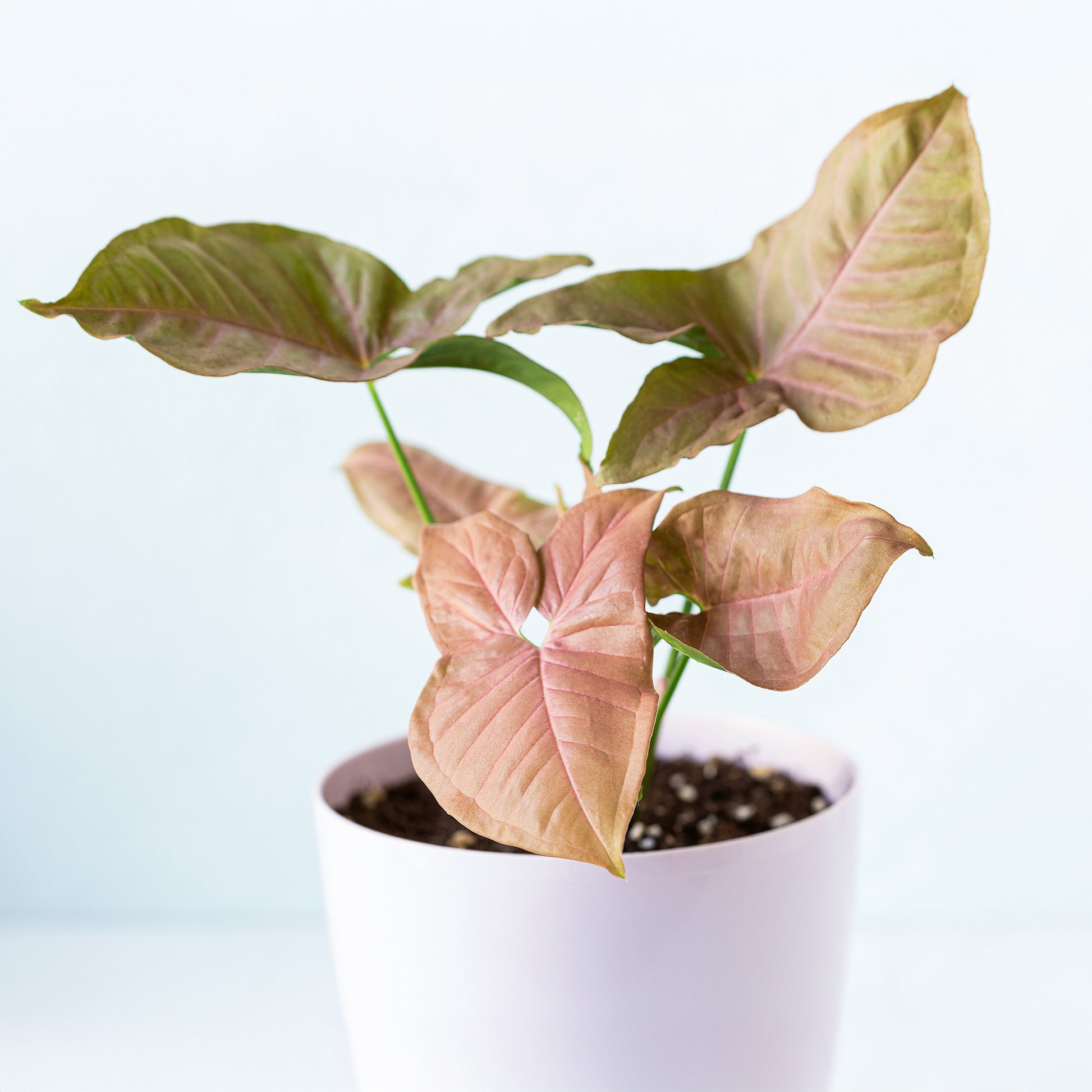 Syngonium Neon - Bakker