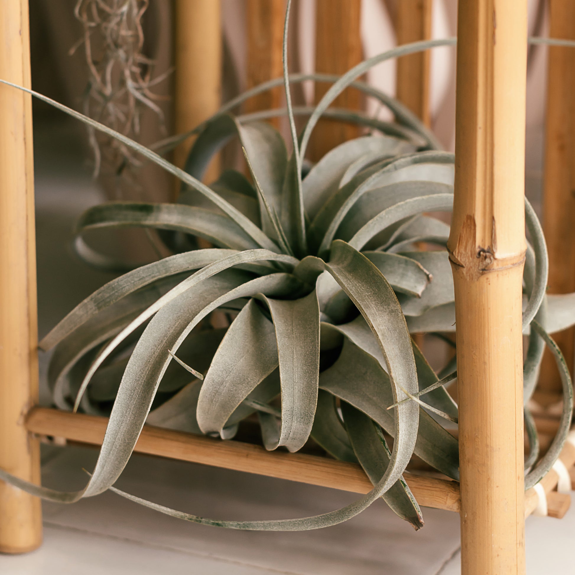 Tillandsia xerographica / Luchtplant - Tillandsia xerographica - Bakker