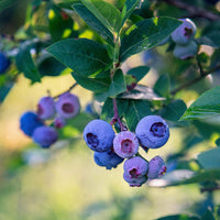 Blauwe bes 'Bluecrop' - Vaccinium corymbosum Blue Crop - Bakker