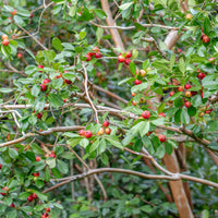 Verkoop Chinese Guave - Psidium cattleianum