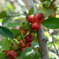 Chinese Guave - Fruitbomen - Bakker