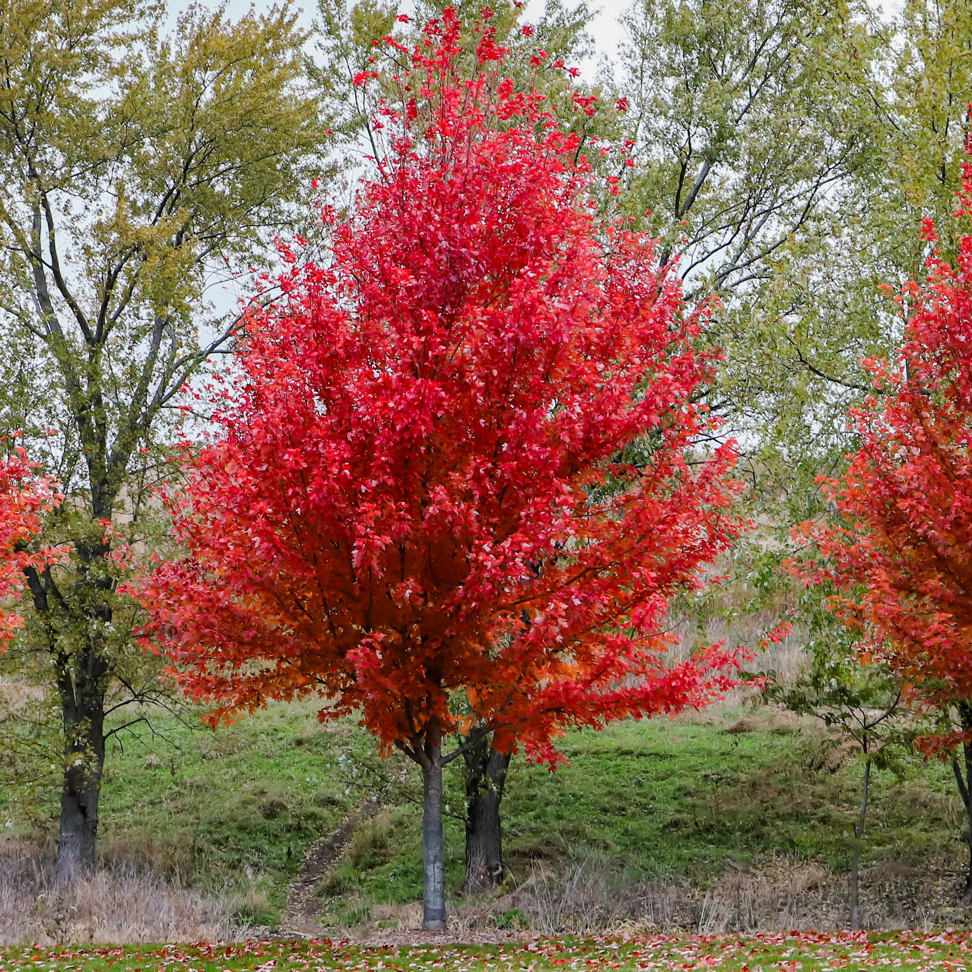 Esdoorn Freeman 'Autumn Blaze' - Acer freemanii Autumn Blaze - Bakker