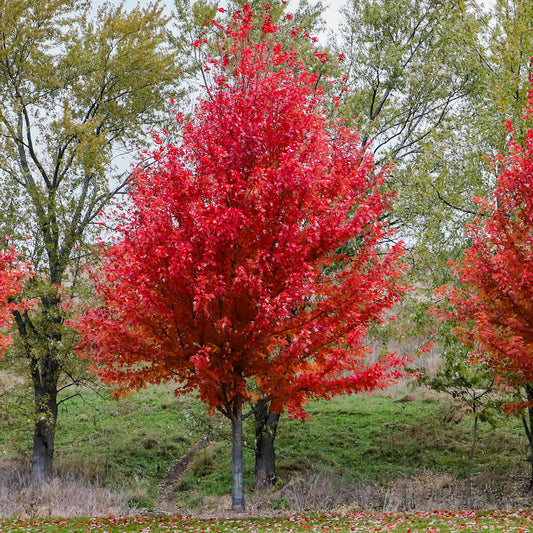 Esdoorn Freeman 'Autumn Blaze' - Bakker