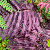 Perzische slaapboom 'Summer Chocolate®' - Bakker
