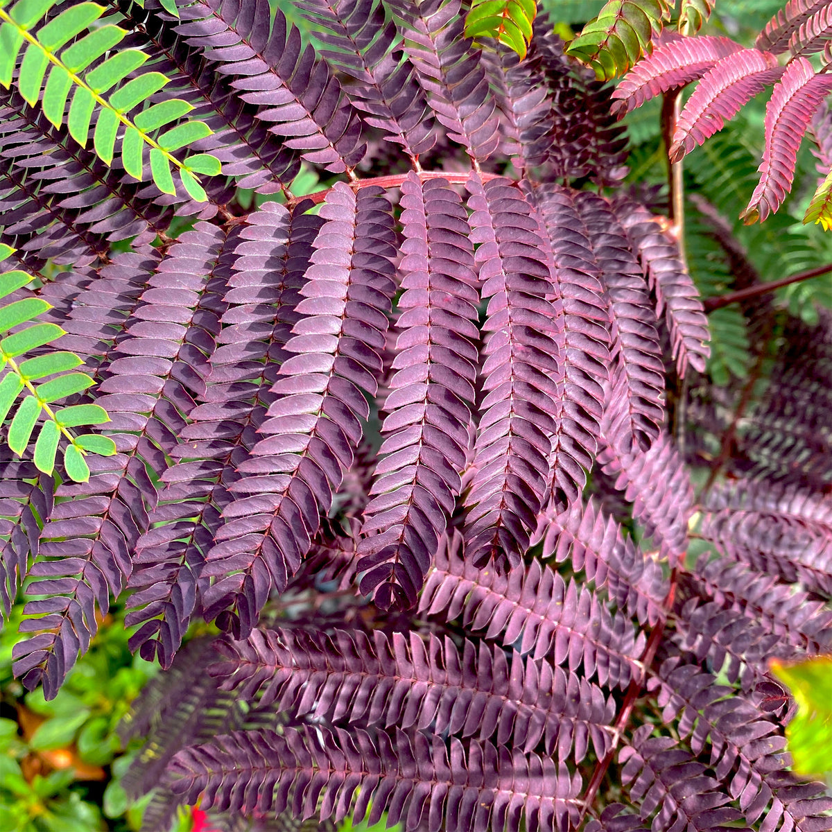 Perzische slaapboom 'Summer Chocolate®' - Bakker