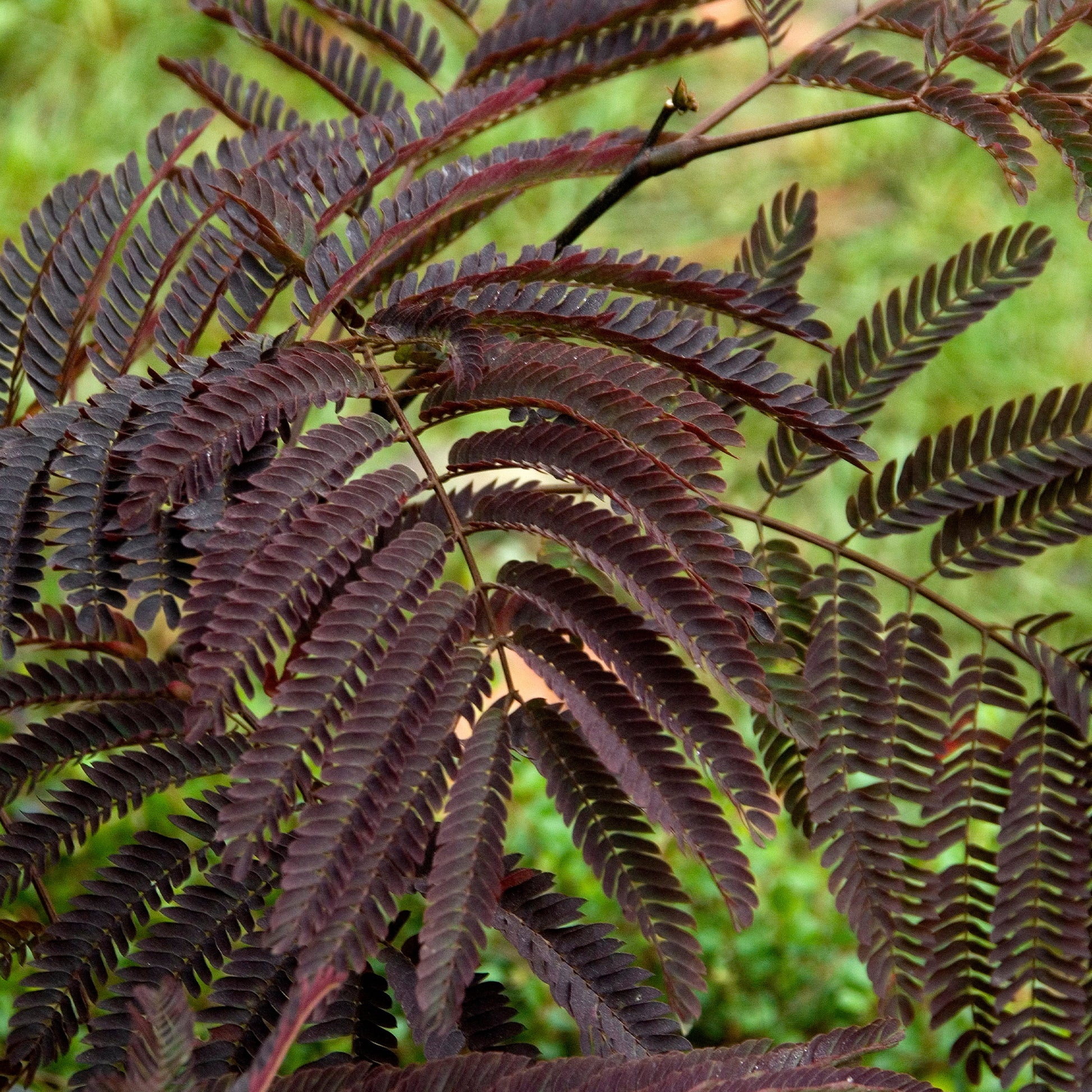 Bomen - Perzische slaapboom 'Summer Chocolate®' - Albizia julibrissin Summer Chocolate®