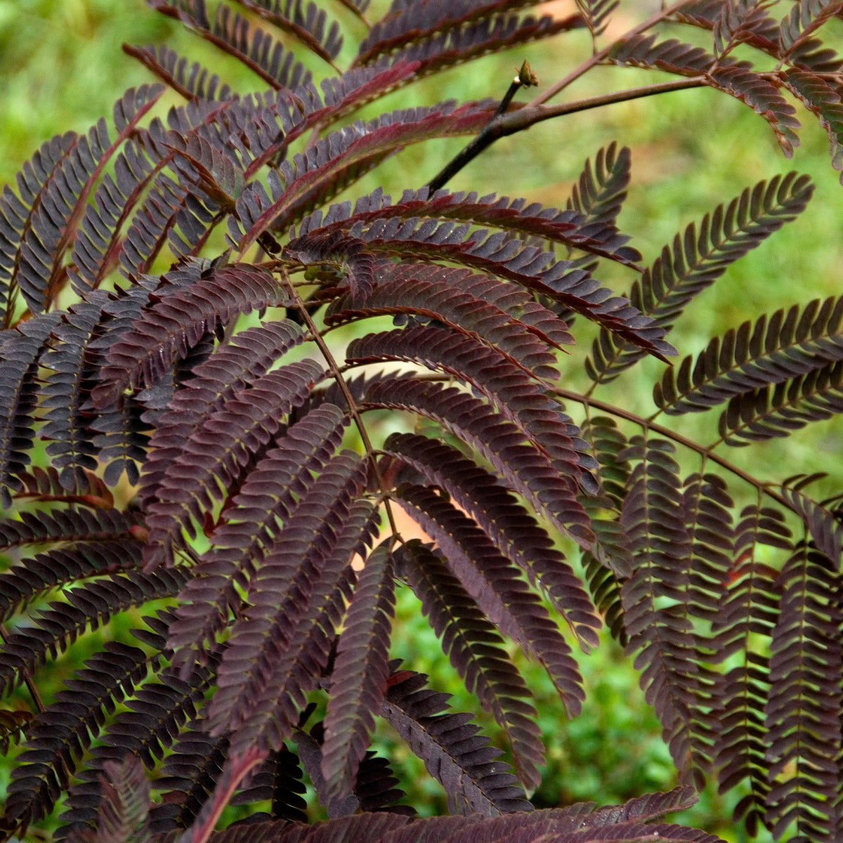 Albizia julibrissin Summer Chocolate® - Perzische slaapboom 'Summer Chocolate®' - Bomen