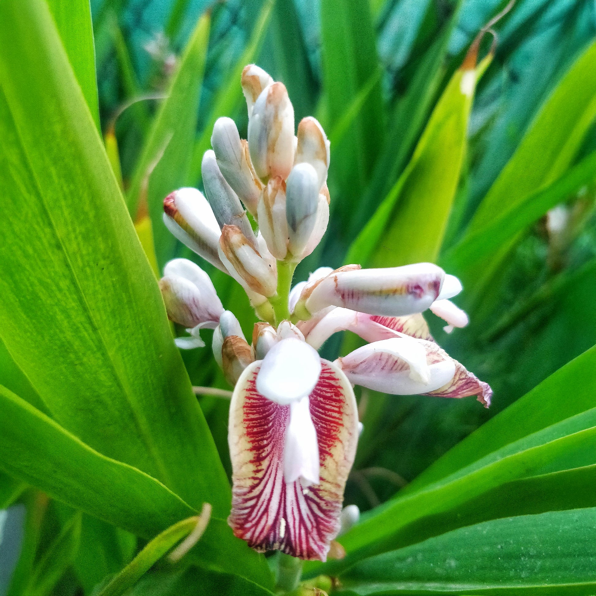 Laos / Thaise gember - Alpinia galanga - Bakker