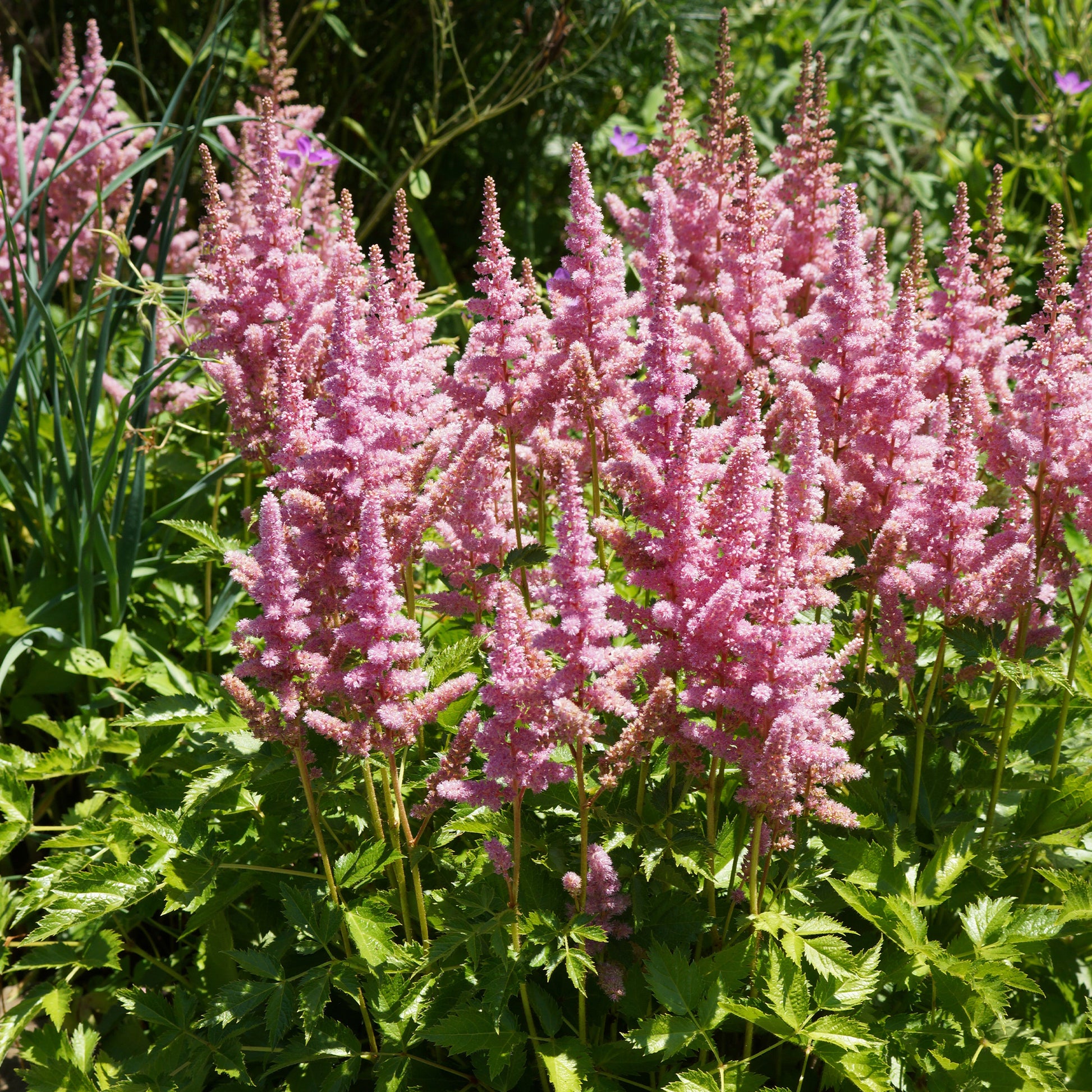 Astilbe Little Vision in Pink ® - Pluimspirea 'Vision in Pink' - Pluimspirea - Astilbe