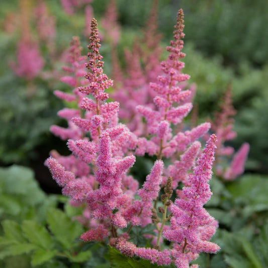 Pluimspirea 'Vision in Pink' - Bakker