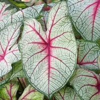 Caladium Fantasy - Bakker