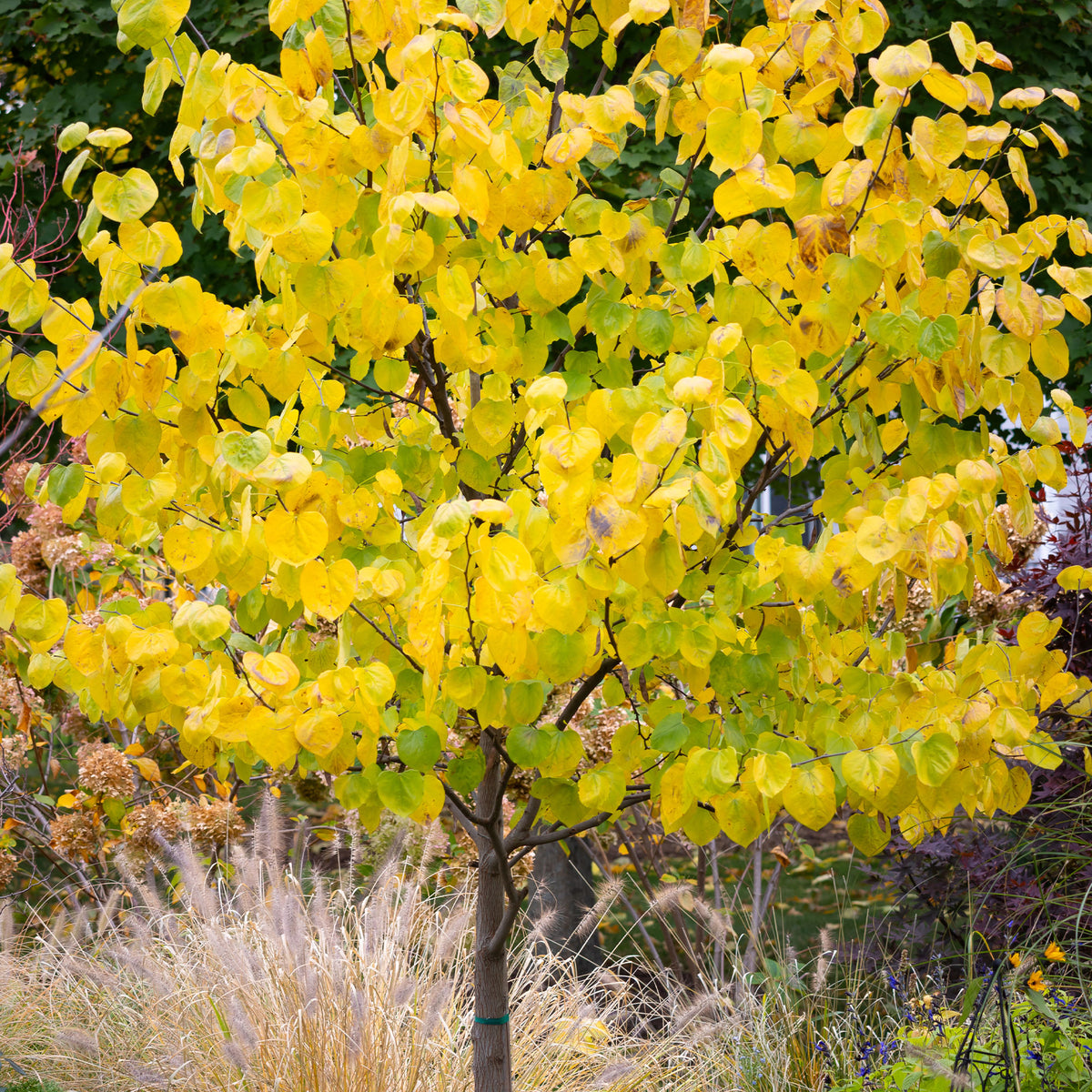 Cercis canadensis - Amerikaanse Judasboom - Bomen