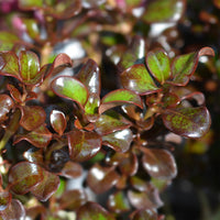 Coprosma 'Chocolate Soldier' / Spiegelplant - Bakker