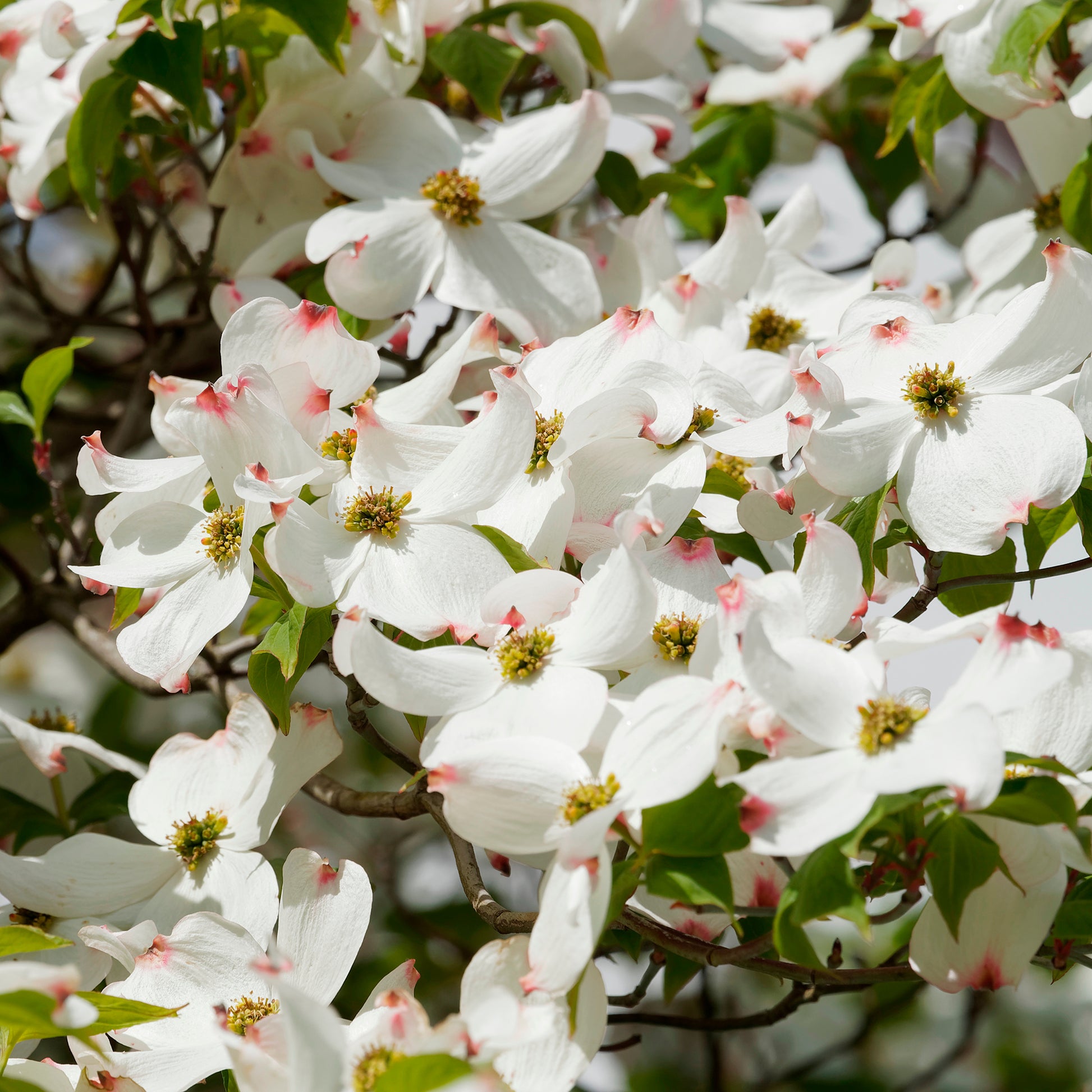 Bloeiende bomen - Amerikaanse kornoelje - Cornus florida