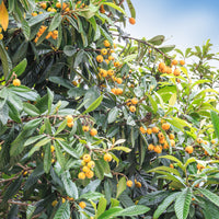 Japanse wolmispel - Eriobotrya japonica - Bakker