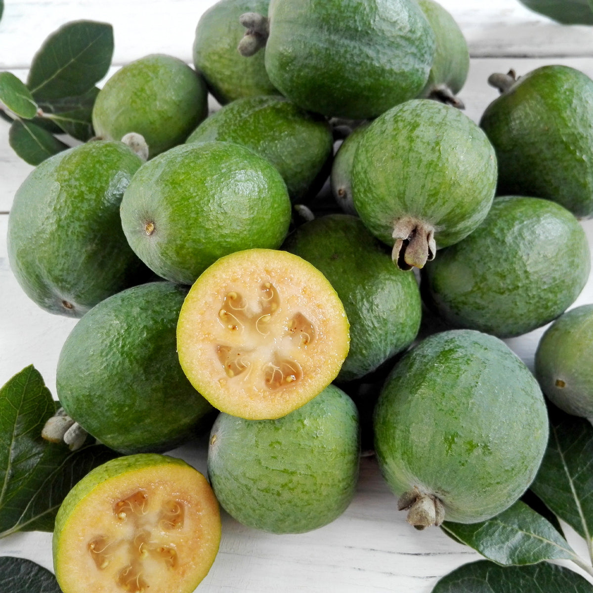 Braziliaanse guave / Ananasguave - Feijoa sellowiana - Bakker