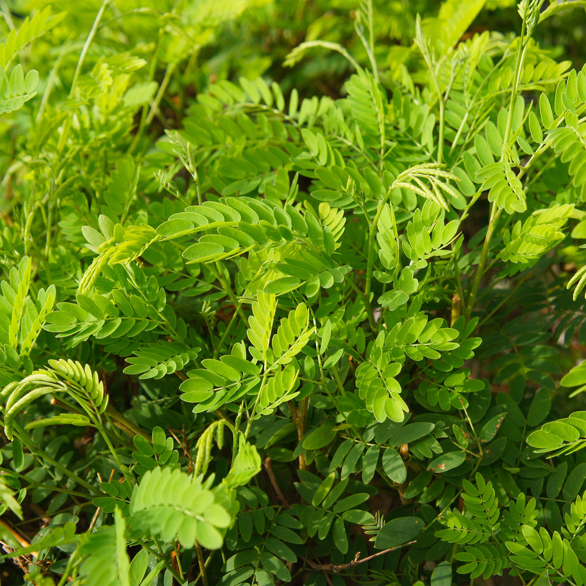 Amerikaanse gleditsia 'Elegantissima' / Valse christusdoorn - Bakker