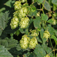 HUMULUS lupulus Prima Donna ® - Bakker
