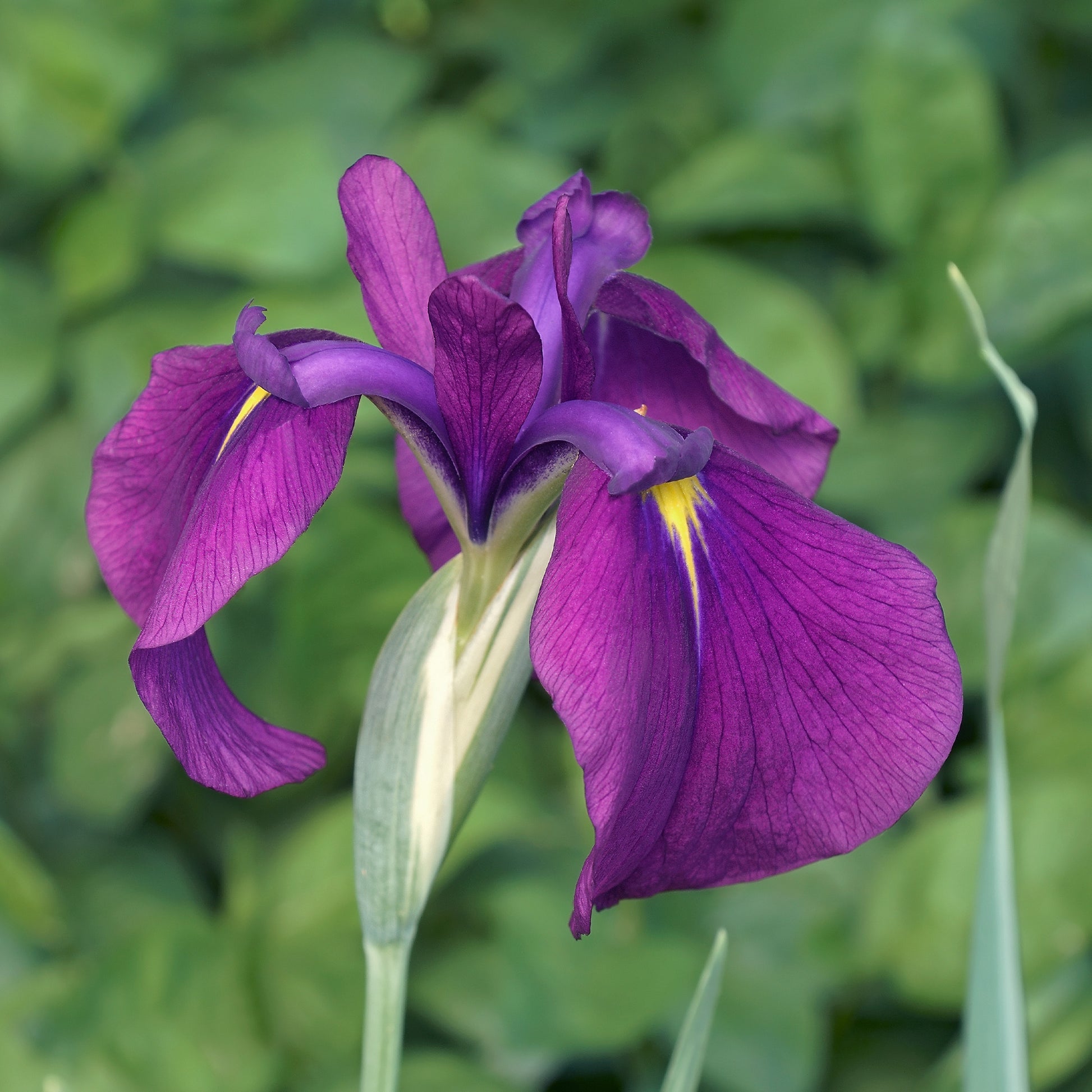 Japanse Iris Variegata - Iris ensata Variegata - Bakker