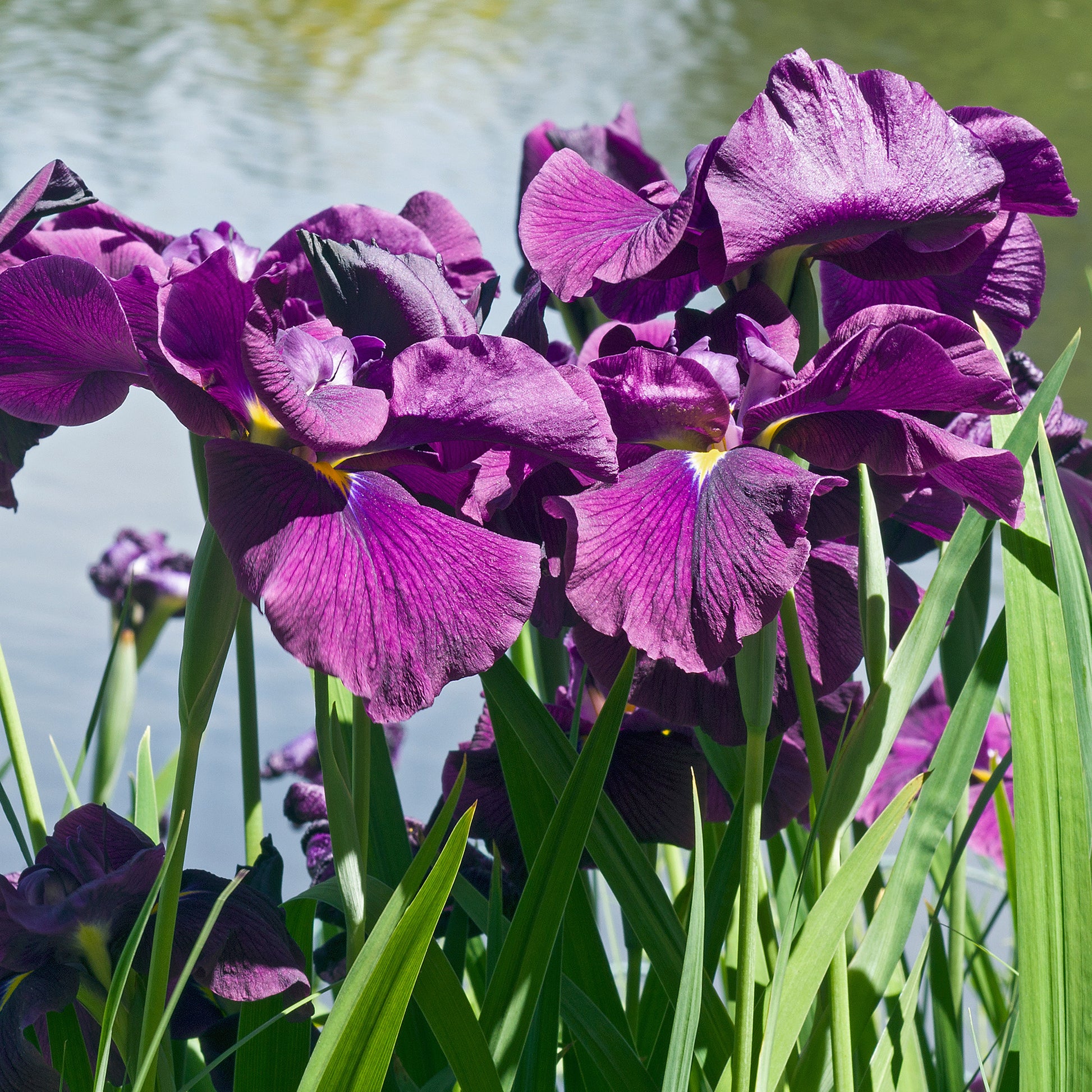 Japanse Iris Variegata - Bakker