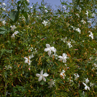 Koninklijke Jasmijn - Jasminum grandiflorum - Bakker