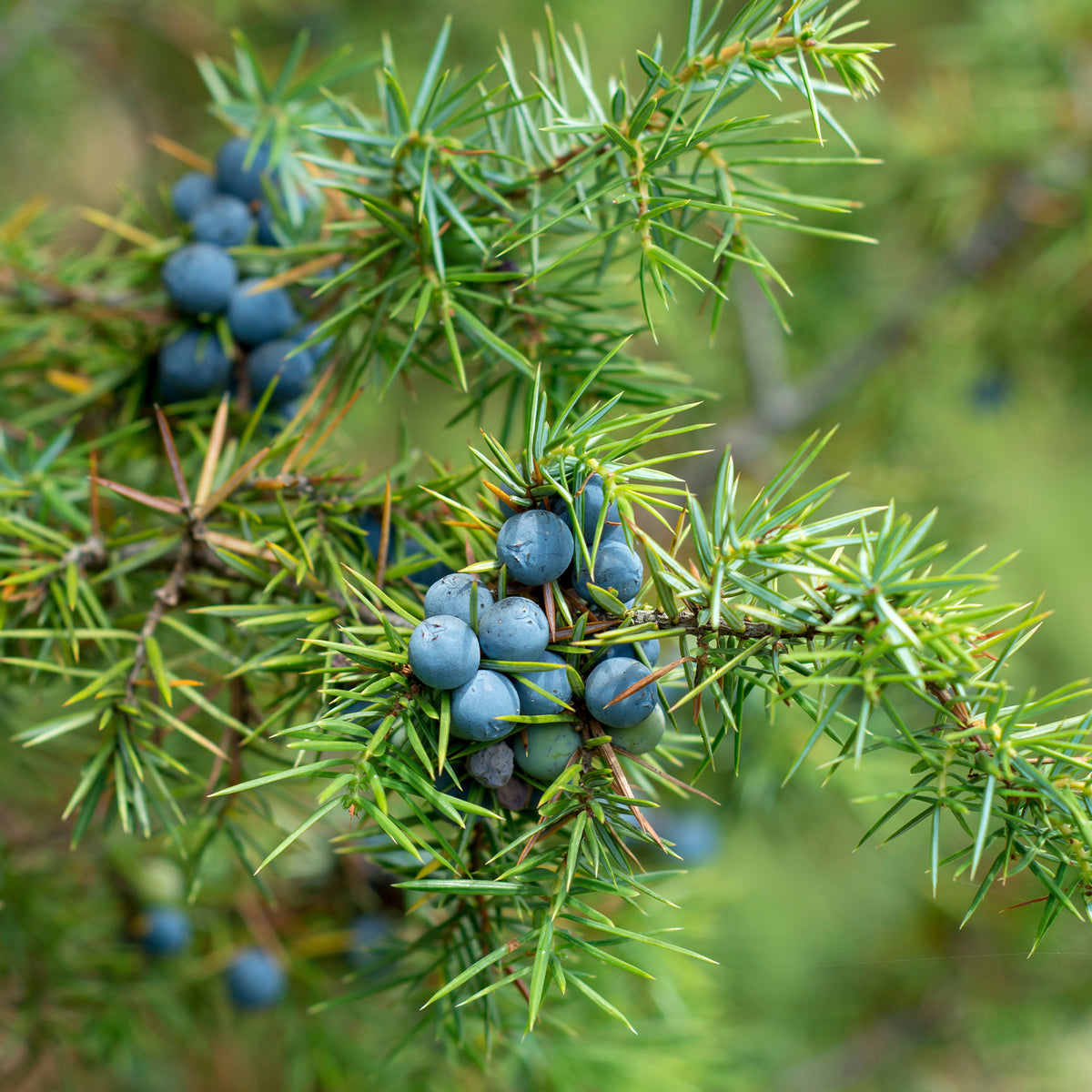 Jeneverbes - Juniperus communis - Bakker