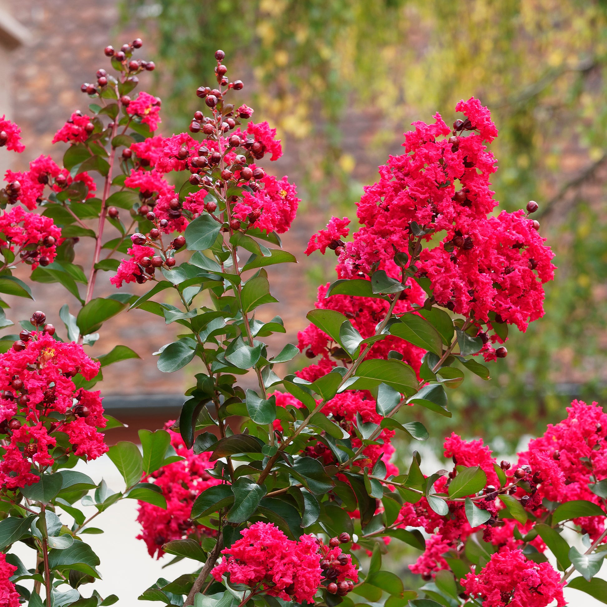 Lagerstroemia indica Red Rocket - Indische sering Red Rocket - Indische sering