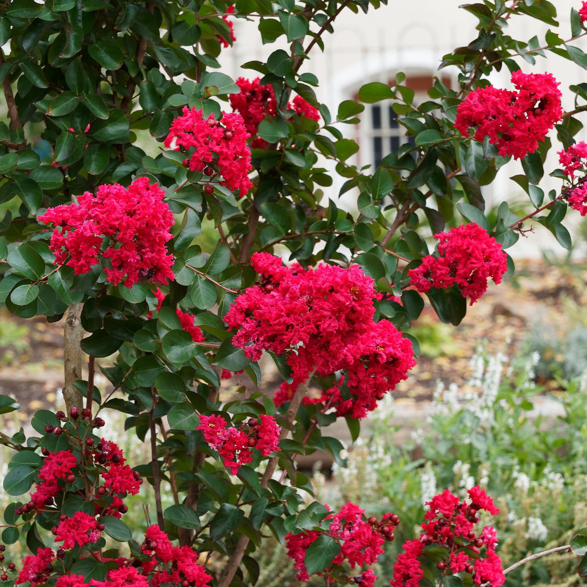 Indische sering Red Rocket - Bakker