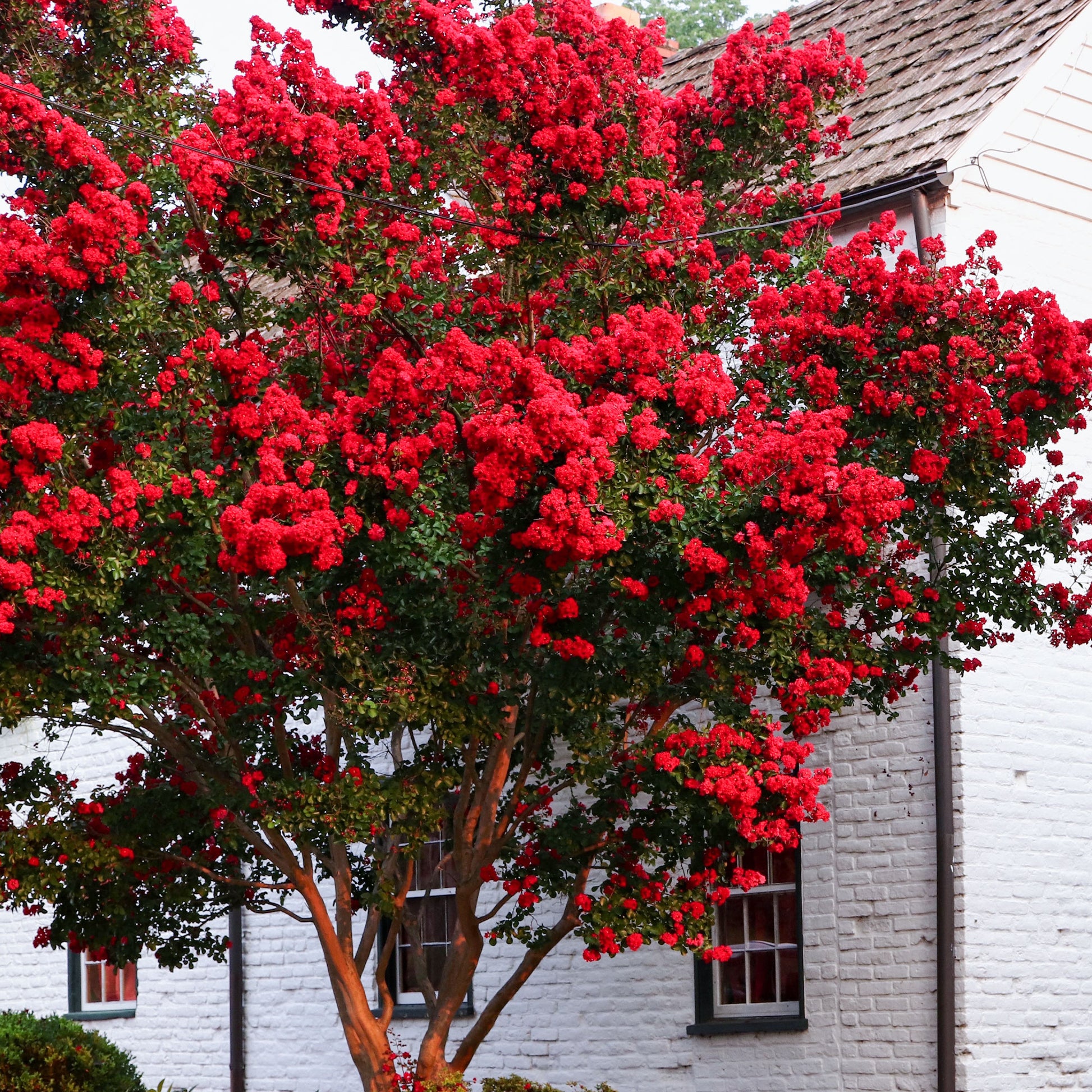 Indische sering - Indische sering Red Rocket - Lagerstroemia indica Red Rocket