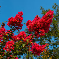 Verkoop Indische sering Red Rocket