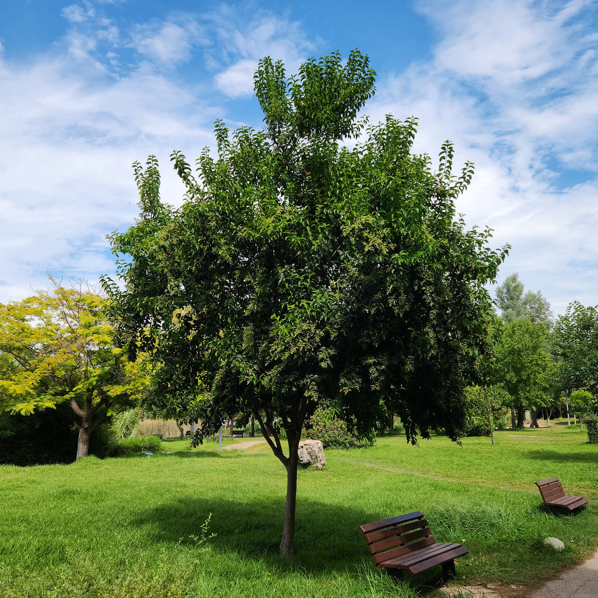 Chinese Liguster - Ligustrum lucidum - Bakker