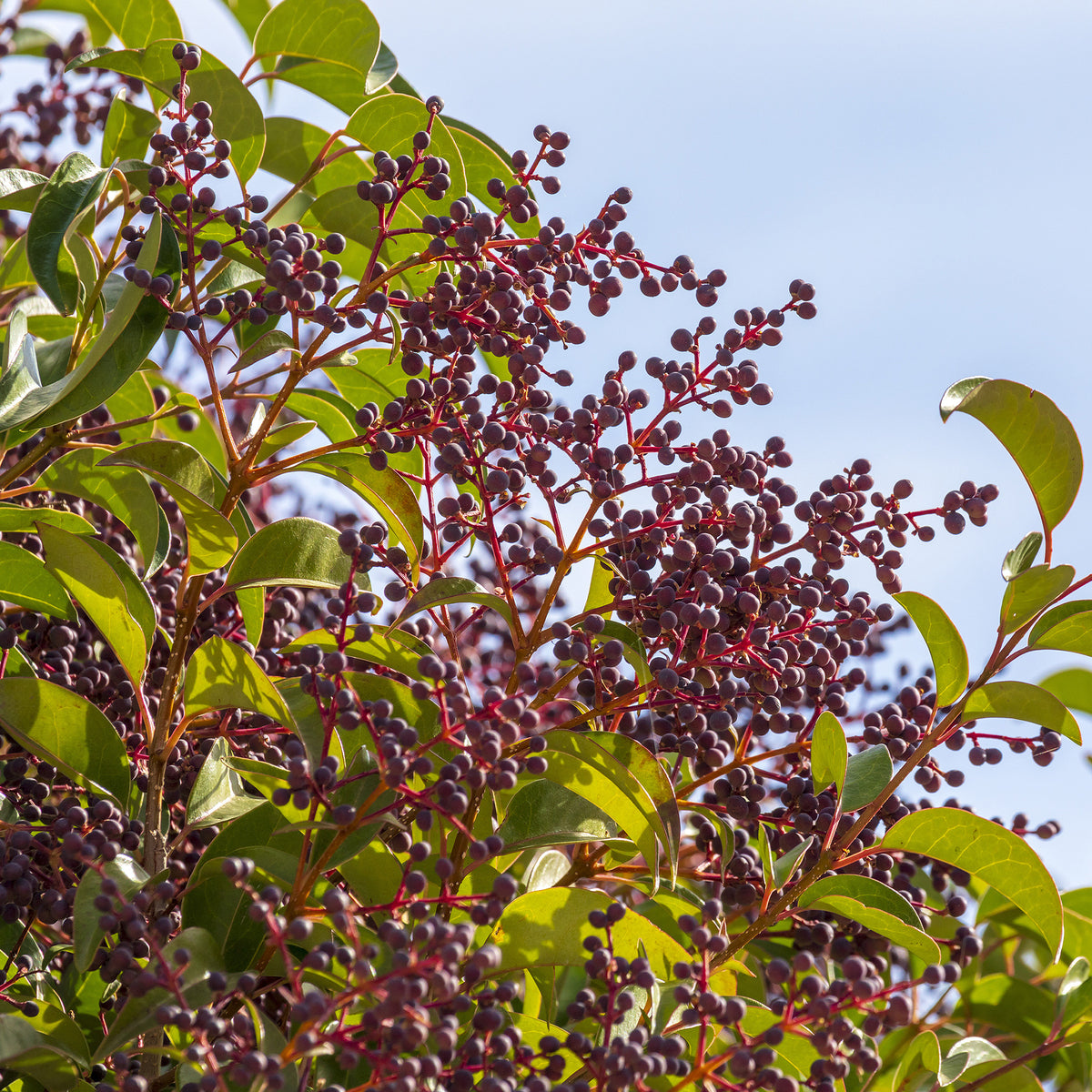 Ligusterhagen - Chinese Liguster - Ligustrum lucidum