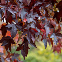 Amberboom Worplesdon - Bakker