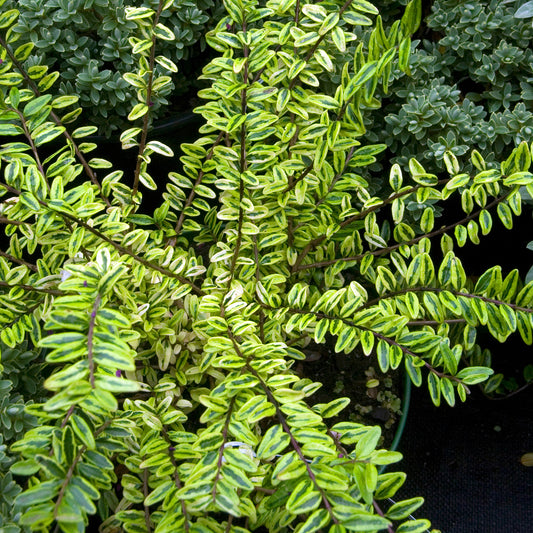 Struikkamperfoelie 'Lemon Beauty' - Bakker